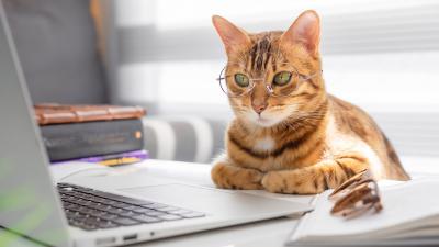 Cat with glasses looking at computer