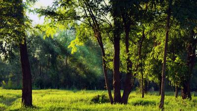 Trees in an open field with a forest in the background