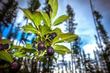Huckleberries on a bush against a blue sky