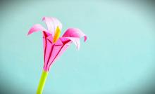 photo of a pink origami flower on a blue background