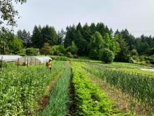 Photograph of a farm field with four rows of crops growing