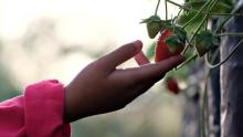 Photo of a person's hand reaching out to touch a growing strawberry