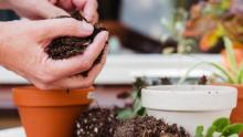 Photo of a person's hands planting with soil in a terracotta pot