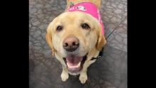 Photo of Read to the Dogs labrador, Lucy, in a pink vest.