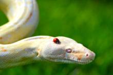 Photo of a snake with a ladybug on its head