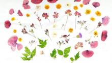 Photo of several kinds of pressed flowers and leaves in different colors.