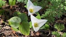 Photo of Yuki Martin's origami trillium flowers among natural foliage