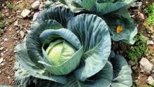 Photo of a cabbage growing in a garden