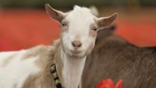 Photo of one of the Goat It! goats