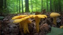 Photo of several chanterelle mushrooms growing on a forest floor.