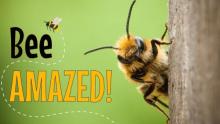up close photo of a bee with the text 