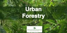 Graphic for Urban Forestry with logo with photo of forest detail in background