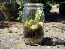 photo of a mason jar terrarium sitting on a rock with landscaping behind