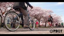 Photo from Portland Bureau of Transportation that shows several people biking on a street next to blooming cherry trees