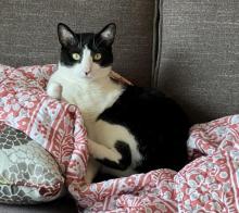A cat laying on a blanket on a couch.