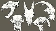 Illustration of five different animal skulls, from left to right: mountain lion, bear, short-horned goat, saber-toothed tiger, and long-horned goat