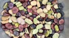 bowl of different colored legumes