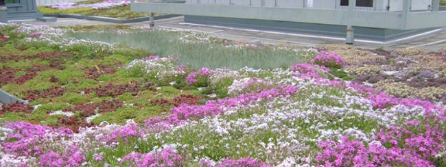 Central 图书馆生态屋顶有一系列的粉色、紫色和绿色植物。